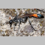 Ammophila sabulosa - Sandwespe 04o 20mm mit Sichelfluegler-Raupe - Drepana falcataria.jpg